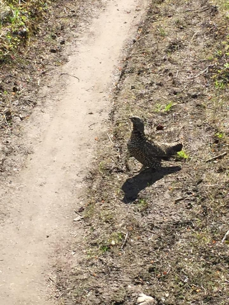 Spruce Hen Trail Guardian.